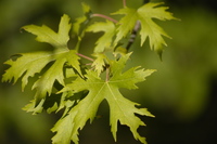 A Maple leaf